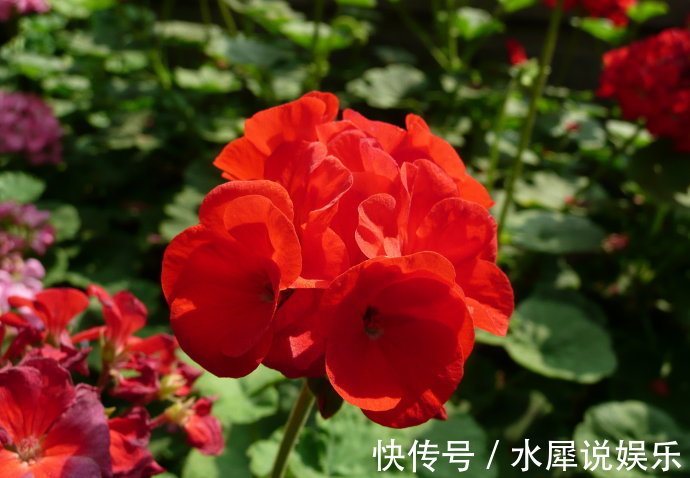 天竺葵|3种“懒人花”，30天不管，反而花开“爆盆”，浇水勤快却危险