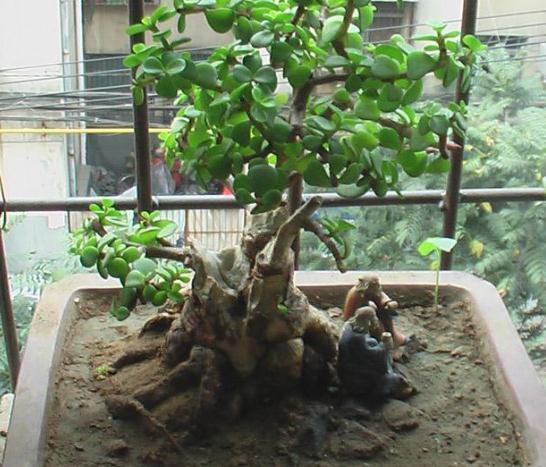 3种树|不会养花就养“3种树”,光一照就能长,养成老桩,价值翻10