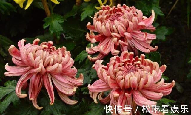 不会养菊花,教你个“小窍门”,秋季就能开爆盆,又大又艳太美了