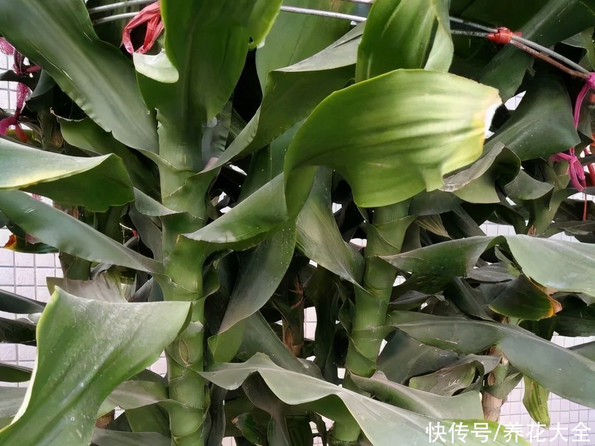  恩州养花者|门口种了富贵竹，长到3米高，路过的都站着看