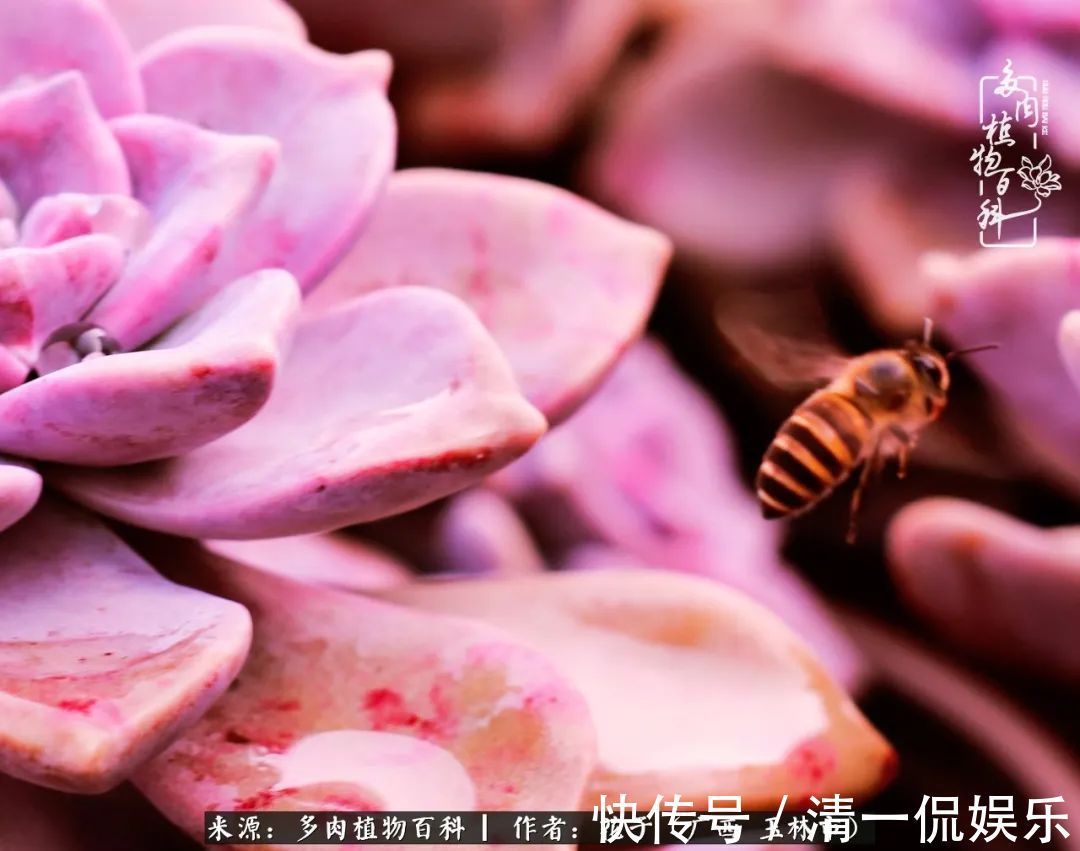 为了爱情|为了爱情来到陌生城市,偶遇多肉,地老天荒的爱恋!