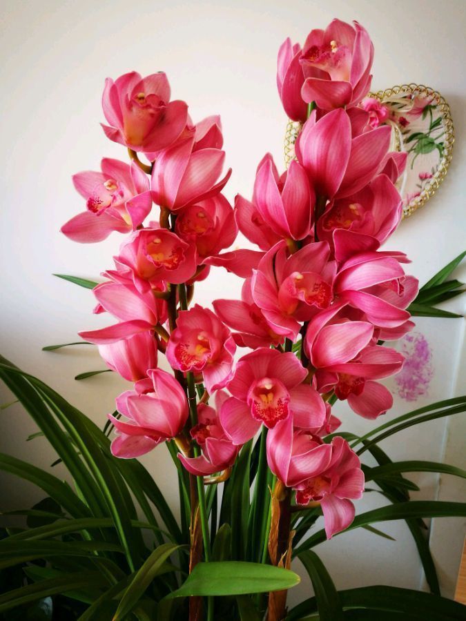 新型盆栽花卉,一树多色花,花香怡人,花期超半年,还可做盆景树