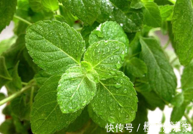 叶片|8种“喜水花”,不怕浇死了,越浇水长得越旺,手不勤养不活