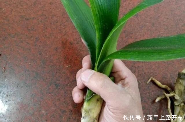 8种花换盆,换好了生一堆,换错立马死!8种花换盆,换好了生一堆,换错立马死!