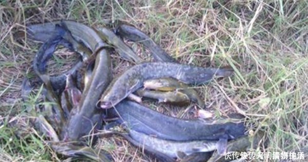 钓法|手竿钓鲶鱼,这种钓法才够狠,不愁不上鱼,渔获轻松翻几倍