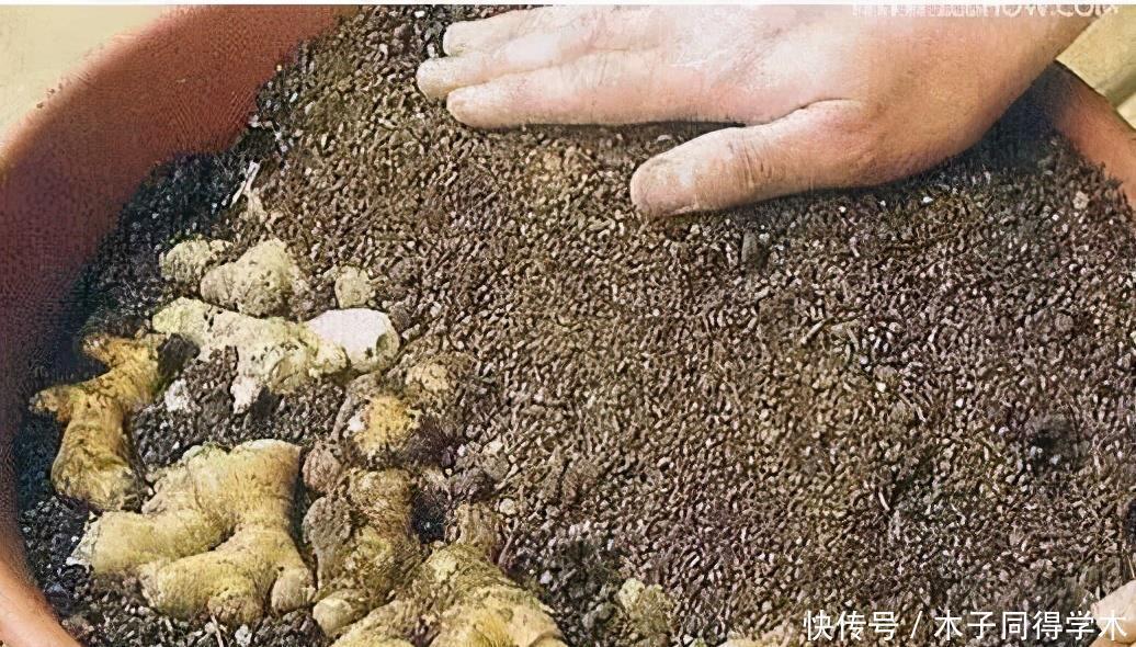 盆栽|阳台种生姜,只用泡沫箱,挖出几十斤,轻松收货“姜山”