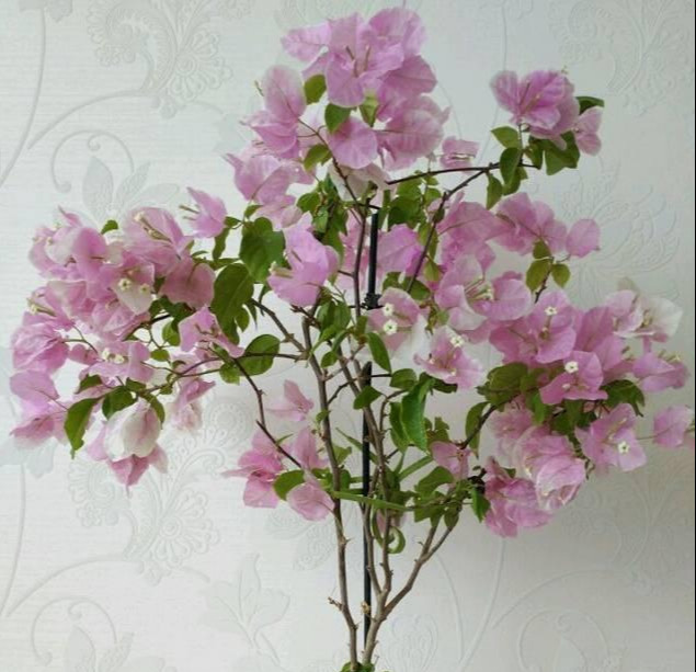 盆景|三角梅养成盆景又美又飒,爬成花墙热情浪漫,爆花成球秘诀在这