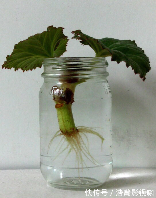 养四季海棠，摘1枝“水培”，20天就生根，漂亮的花儿四季开不停