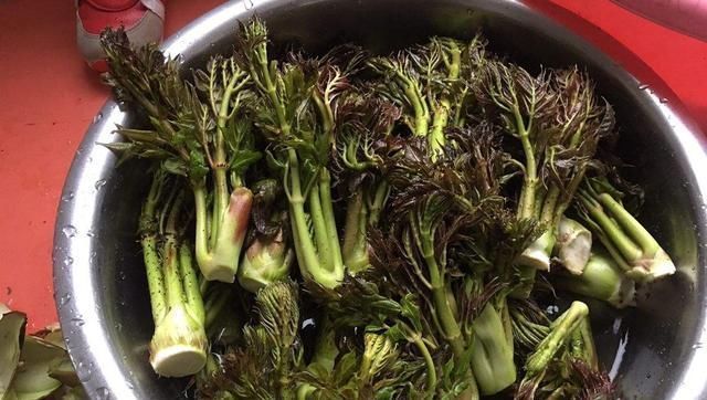 嫩芽|农村山上一种野菜,价格比肉贵,农民以前却拿来当柴禾烧,啥野菜