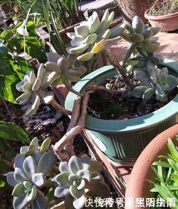 老桩|邻居养了3年多肉,个个长成“悬崖老桩”,到底咋养的!