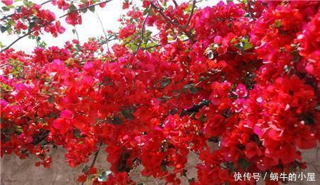 旺盛|4种花现在养一盆正当时，个个开成大花球，耐热耐晒颜值高