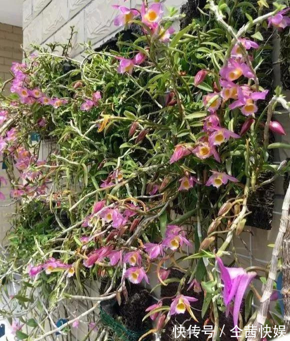 棕榈皮|门前石头上长了一丛草,朋友出1000元来买,开起花来真漂亮!