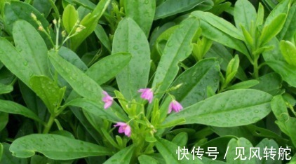 根部|农村一种野菜,叶子好吃,根部价值更高,被称为人参菜