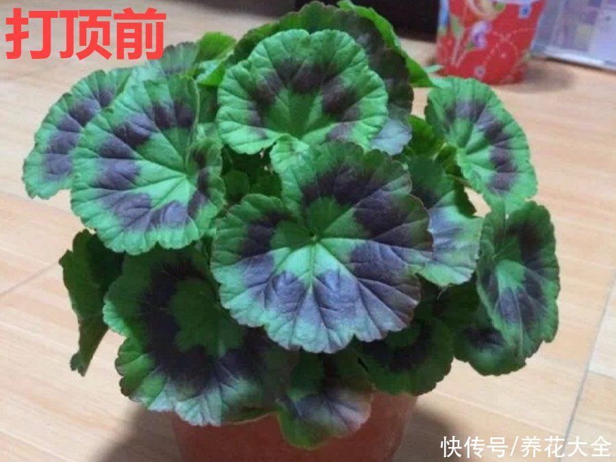 抗病、不招虫的天竺葵，屋里养一盆，开花一茬接一茬