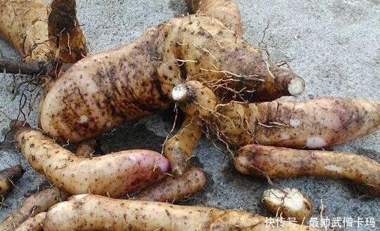 山药|他随意把山药丢到花盆,却不想给他惊喜不断