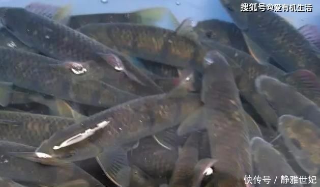 水流|农村这种鱼，一般生长在水流清澈的小溪里，咬钩凶猛，红烧之后鲜香不腥