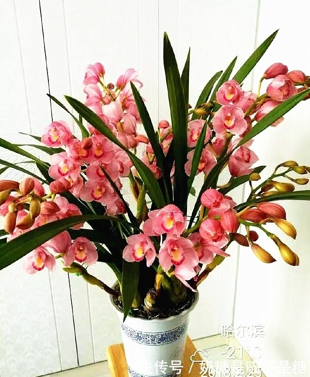 此兰花除了好养，就是爱开花，全年“无休”，摆在家里尽显大气