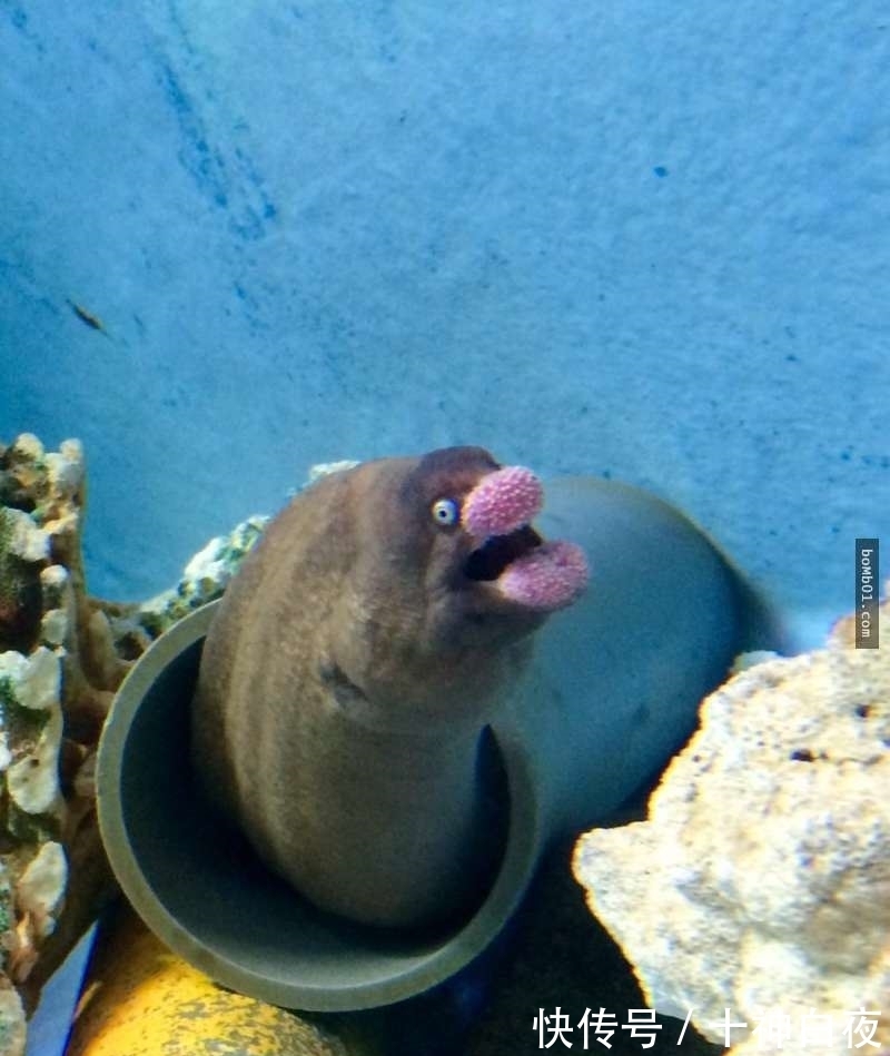 荒士|网友目击“鳕鱼子嘴唇”的神奇海鳗　有戏表情让人觉得是动画人物