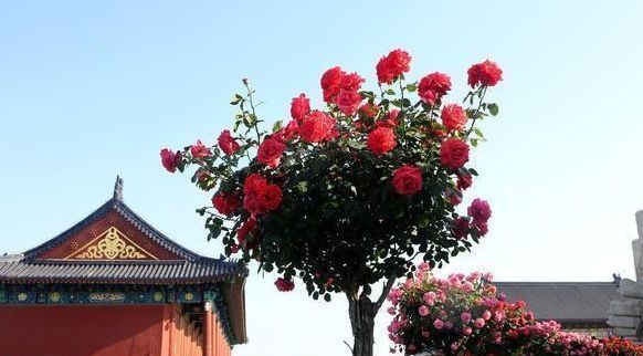 我国独有花卉,花开200天,再贵也要种1棵,号称“天下第一美”