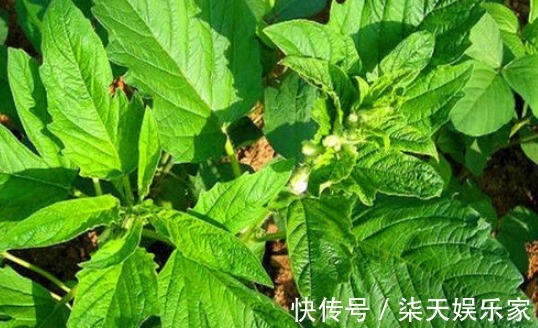 老少皆宜|女性不想显老,不妨多吃以下的食物,补血益气,延缓衰老