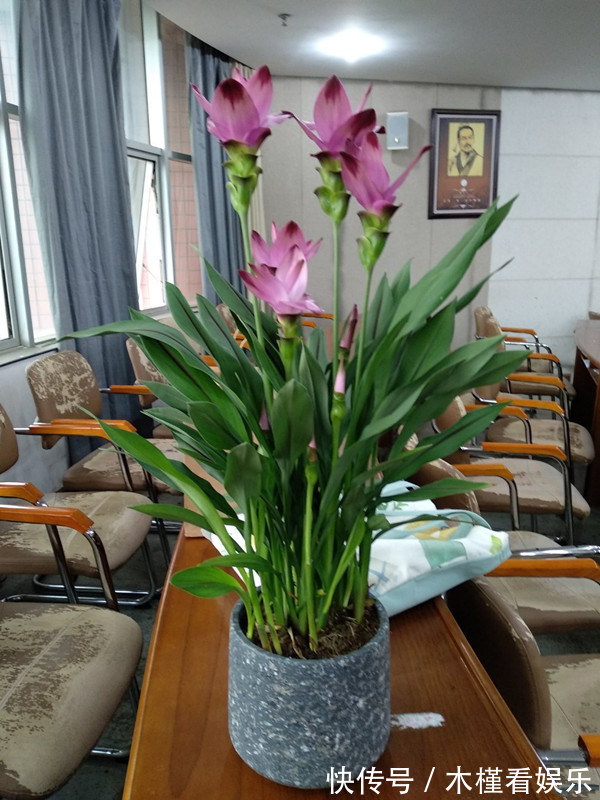 此花是世界名花，花朵超漂亮，花期长，养护简单，室内盆栽也可以