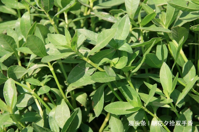 野菜|长在水沟里的一种野草，人称“水花生”，幼嫩茎叶可食用亦可入药