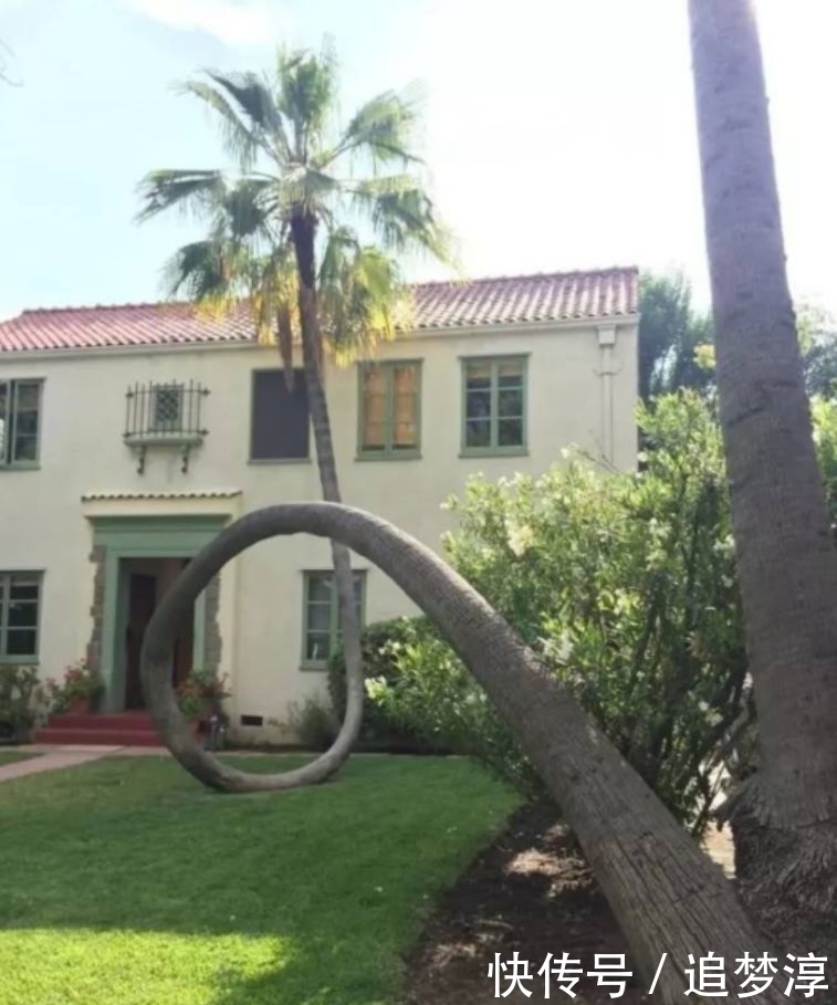 震撼!21棵不想“死”的树,这就是生命