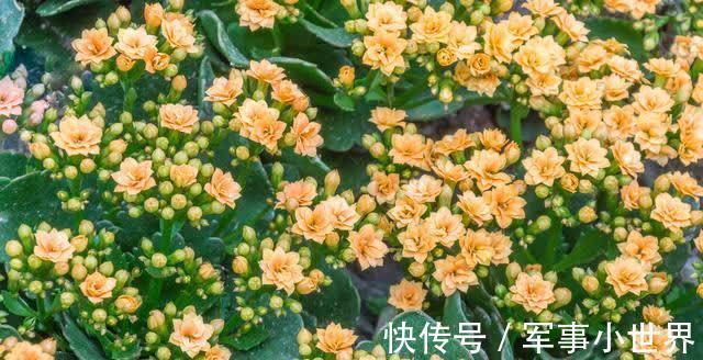 叶片|长寿花的大叶片要不要剪掉?等到出现这些情况,再动手不迟