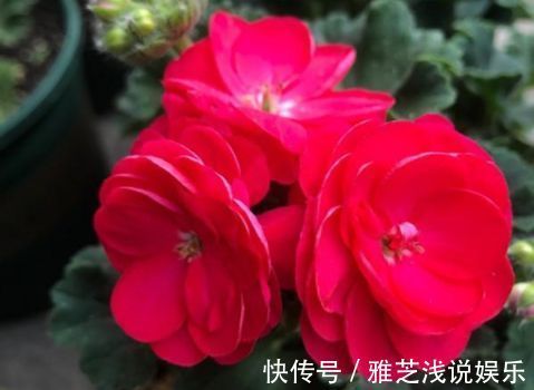 喜欢玫瑰,就选“珍稀名品”卡罗拉,标准玫瑰红,高贵优雅