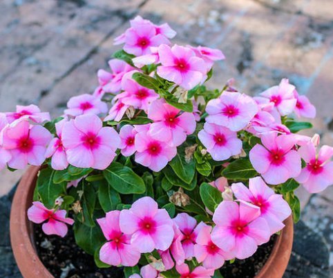  7种全年开花的植物，特别好养，喜欢养花不养它就亏了