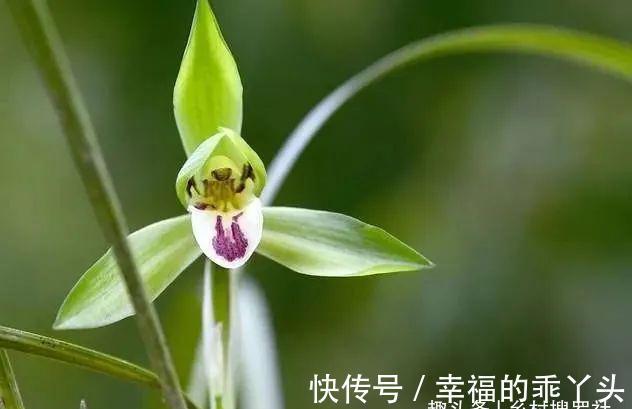 怎样养春兰蕙兰，才能开花香、花期更长？低温作用不可忽视