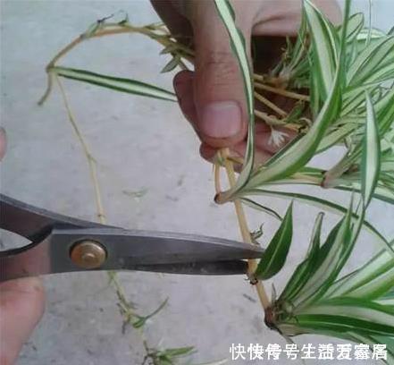 金边吊兰这样养,不用买就能种,叶子大颜色漂亮,一年长爆盆!