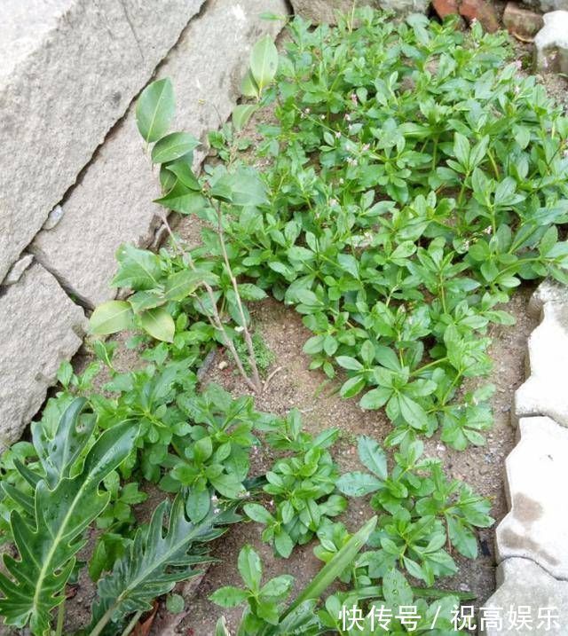 煮饭花|乡间土生土长的人参是一种高级补品,滋补强身,价值连城