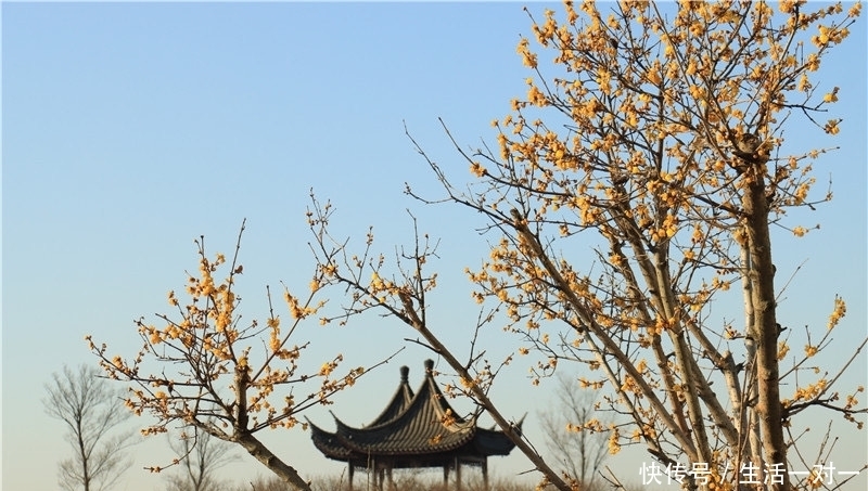 张家港香山：腊梅花开年味浓