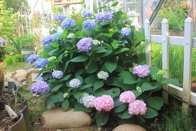 圆滚滚的绣球,瀑布般的花墙,这届花友也太会种花了吧