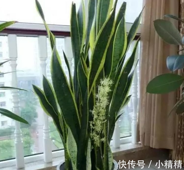 海棠花|四种花常年开花易爆盆,被称为花卉界的劳模,开花漂亮一年不停