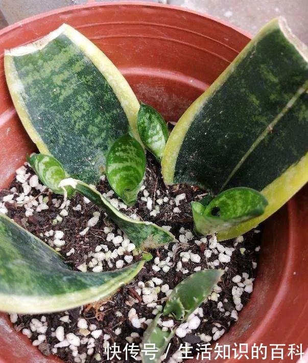 想省心就养这些花，没有病虫害，就爱开花！想省心就养这些花，没有病虫害，就爱开花！