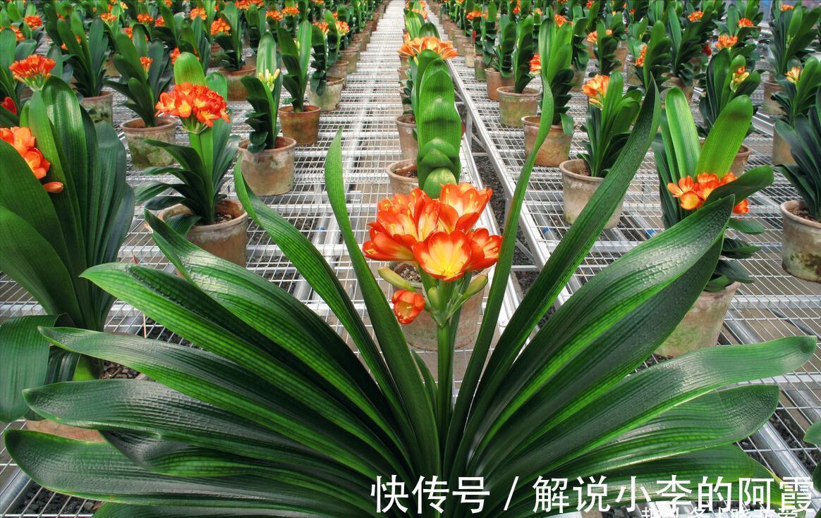 富贵|适合客厅养的5种漂亮花,喜庆大气又吉祥,幸福感满满