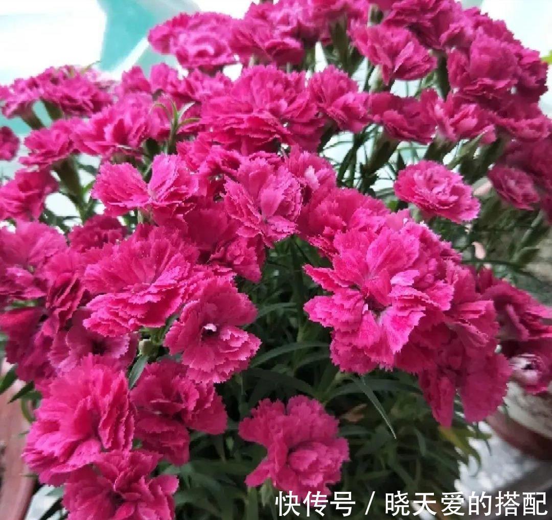 小月季|5种漂亮花，都是“激素花”，好看难养活，开完花就扔