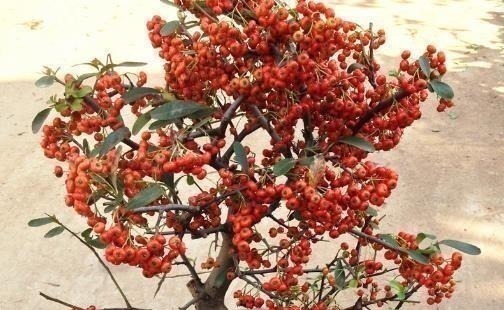 “耐干旱”的3种花，即使40天不浇水，一样“爆盆”，生长快！