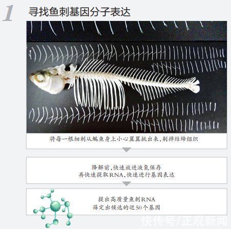 基因|吃鱼不挑刺有望成为现实!华中农大团队找到控制鱼刺基因