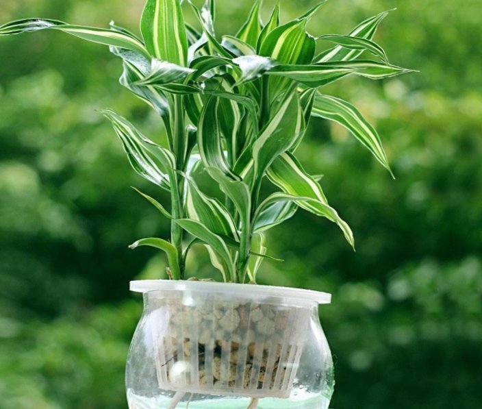 好养|“识货人”都养4种花,简单好养,一年就能长满盆