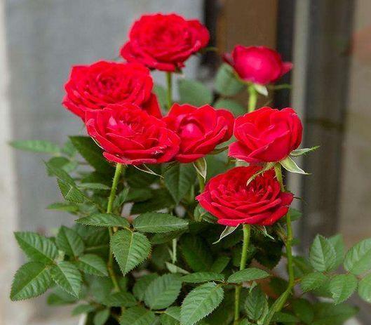 4种花很好养,沾土就活,随便养养一样开花一簇簇