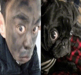 |搞笑GIF：这只小猫咪是来碰瓷的吗？原来是有惊无险，哈哈哈