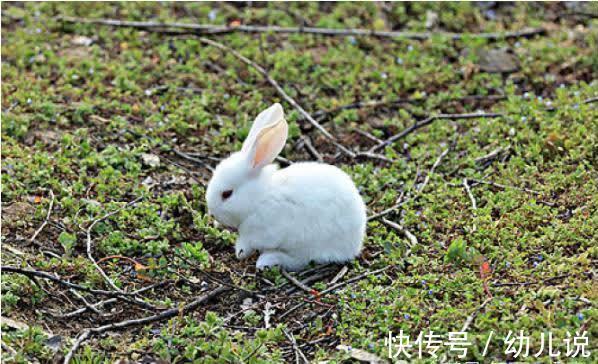 差别|生肖兔出生那个月命最好，命运居然差别那么大！属兔的进来看