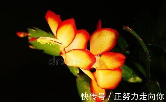 蟹爪兰开花后,赶紧做5件事,又会开成“大花球”