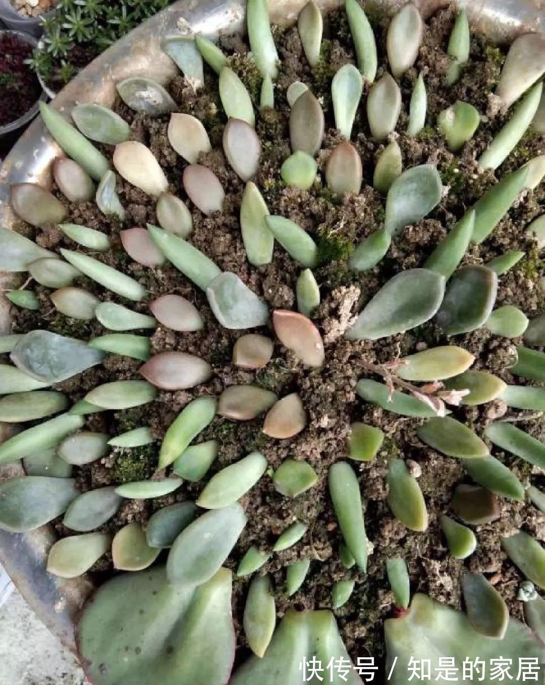 多肉|给花赶紧摘叶子，掐光后别浇水，立马又冒10个芽