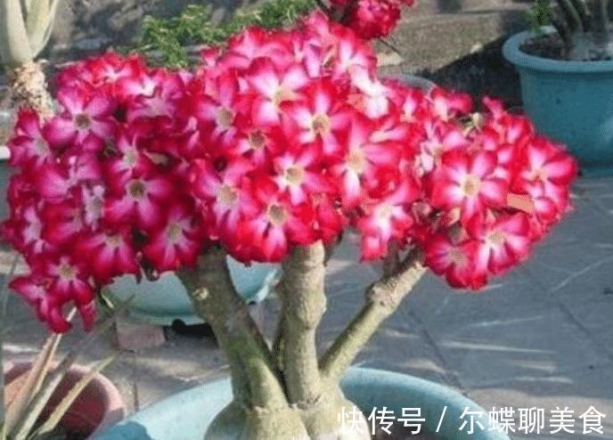 花朵|3种花耐旱好养，懒人养花首选，一个月不用管，开花多长得旺