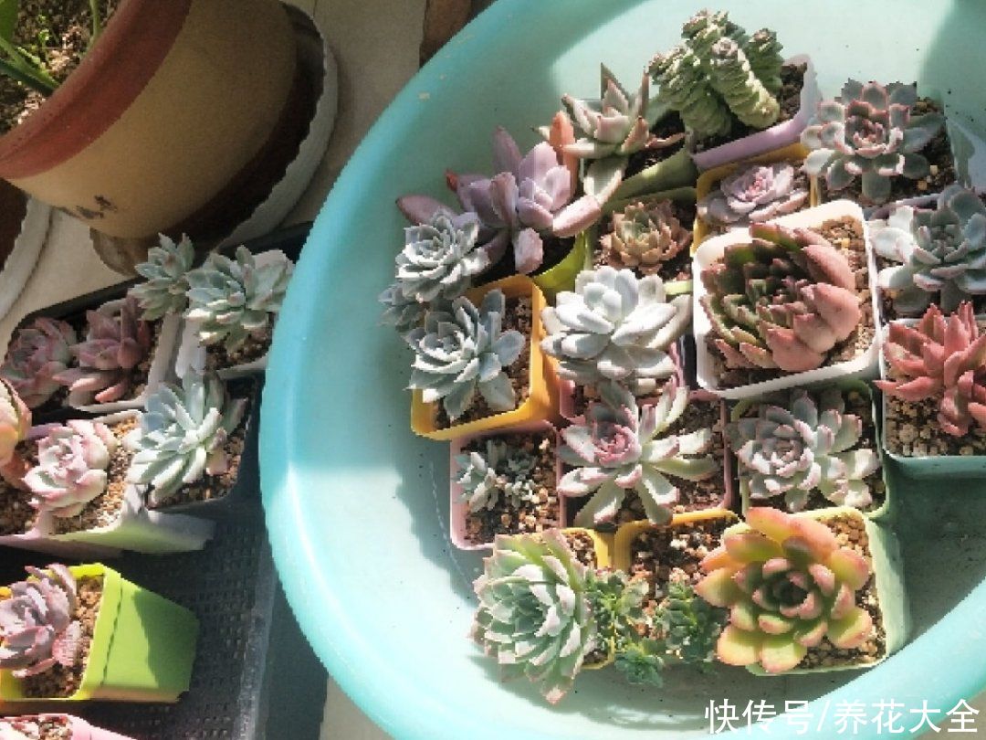 蟹爪兰|立秋后，7种花要“苏醒”，可以放手养了