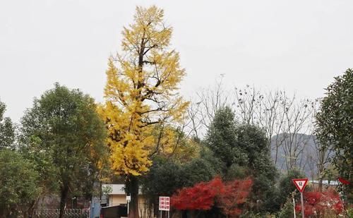 风景|这座古桥始建于宋代，几经变迁如今易址迁建，成为山中最美的风景